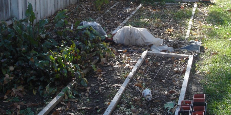 Keeping Cats Out Of Your Garden Kate S Kitchen Garden